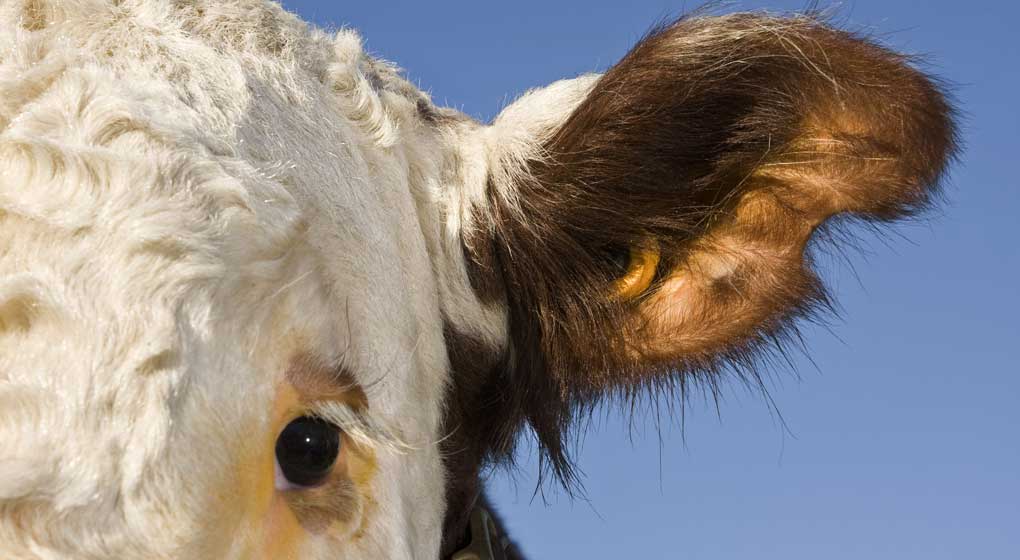 Cows ear