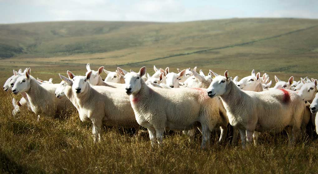 Sheep on a hillside