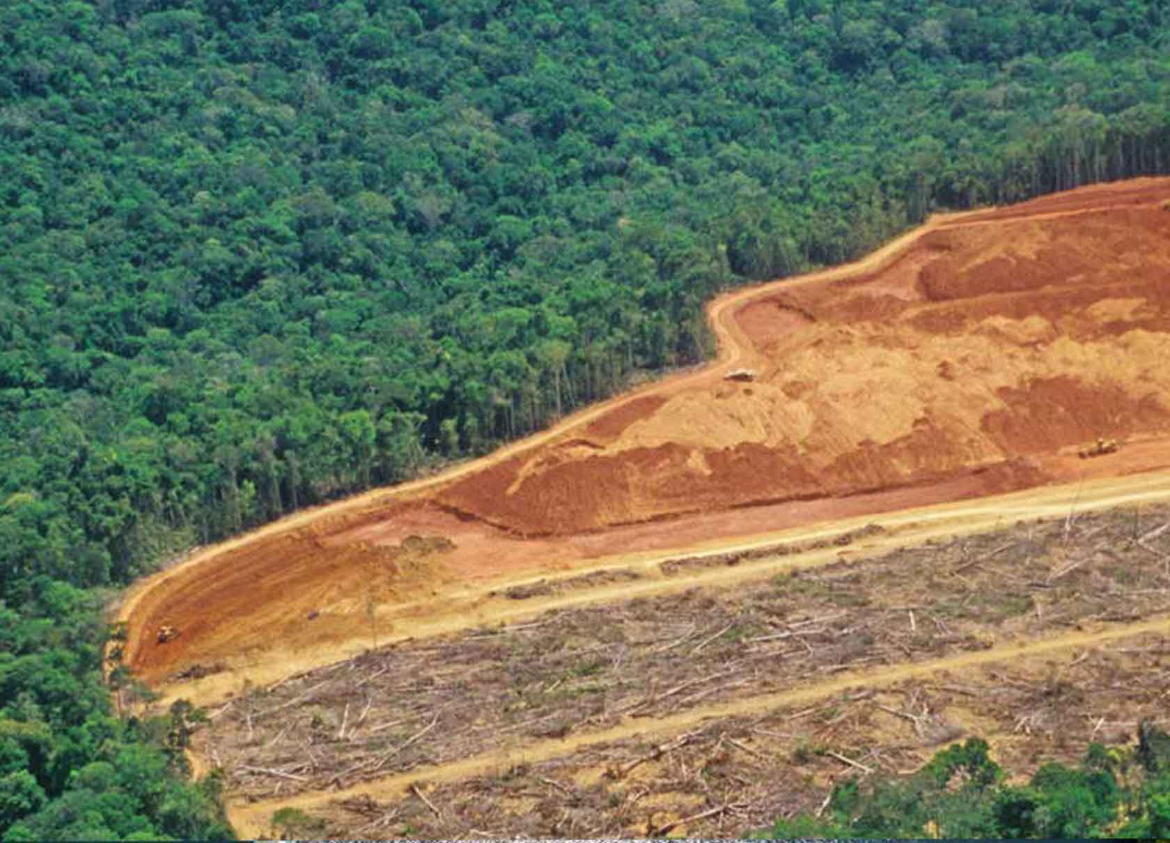 Deforestation in rainforest