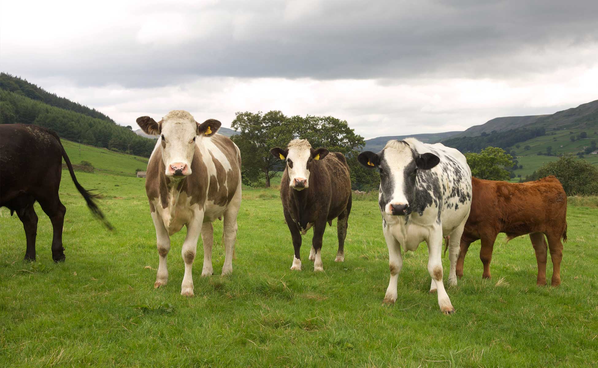 Group of Beef cattle standing on a hillside