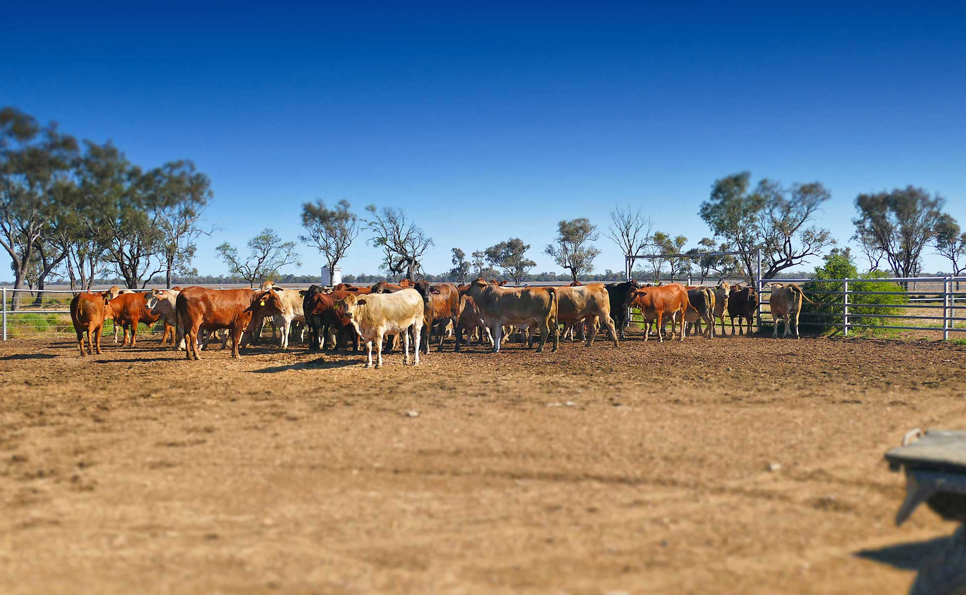 Australian beef cattle