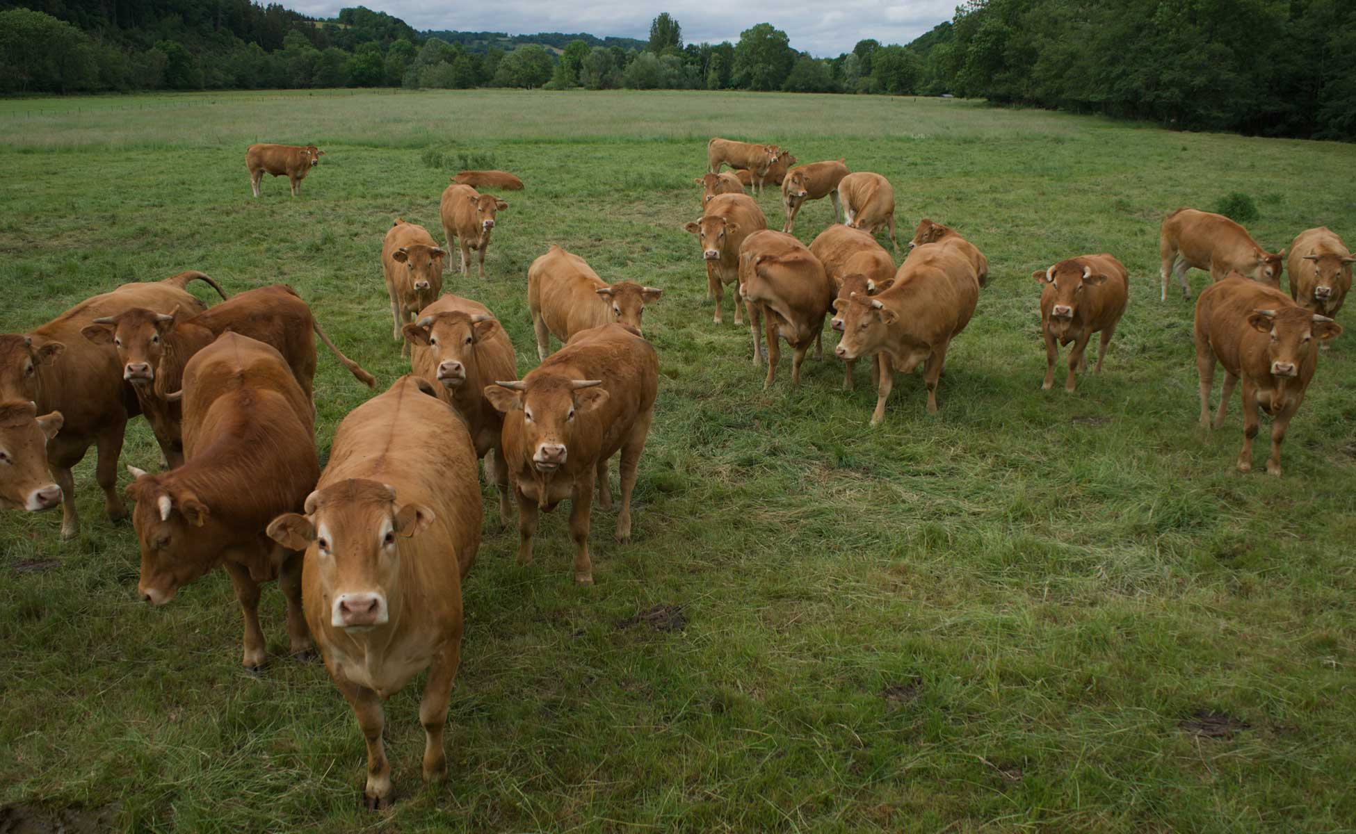 French cattle