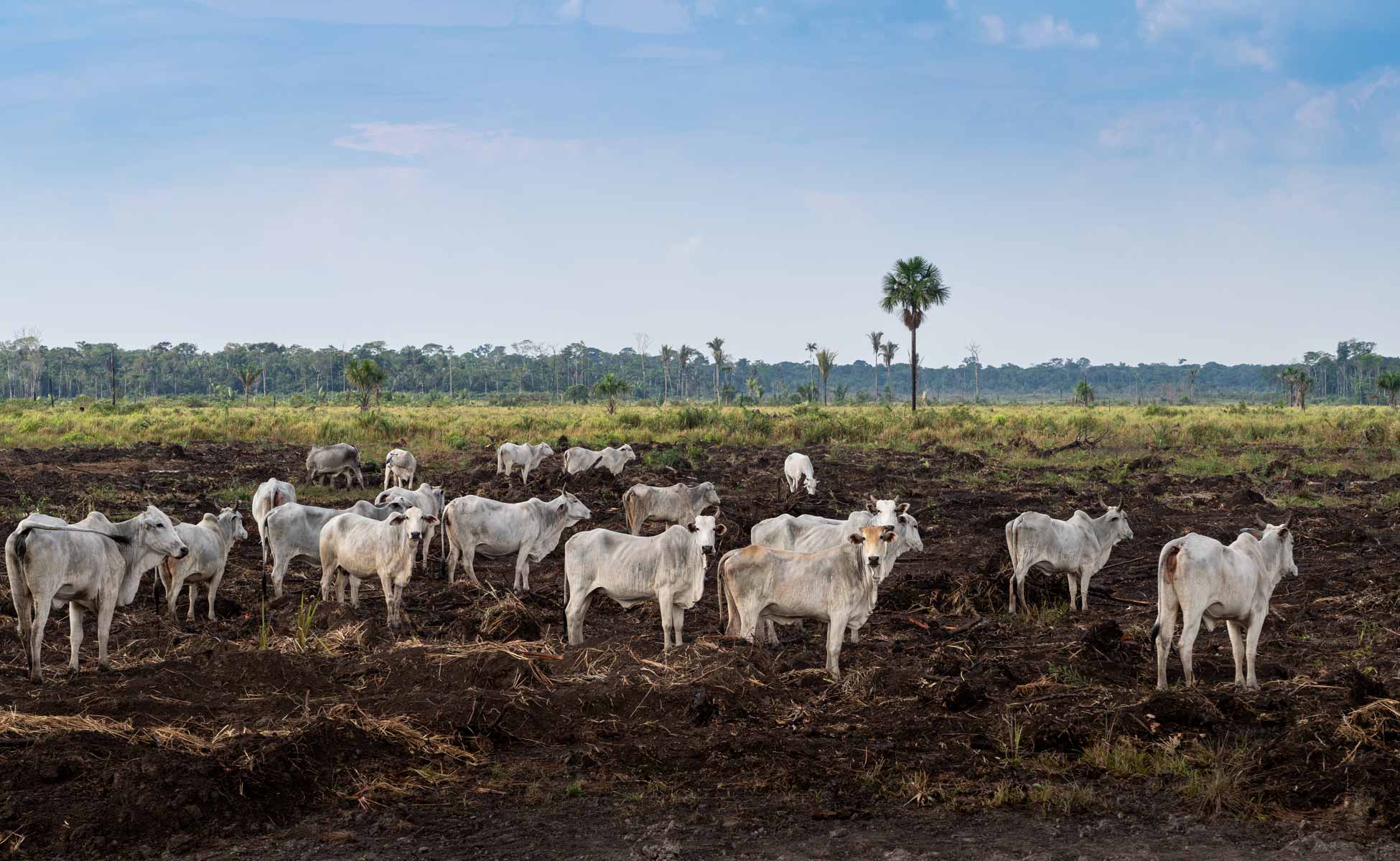 Beef cattle on a farm in Brazil
