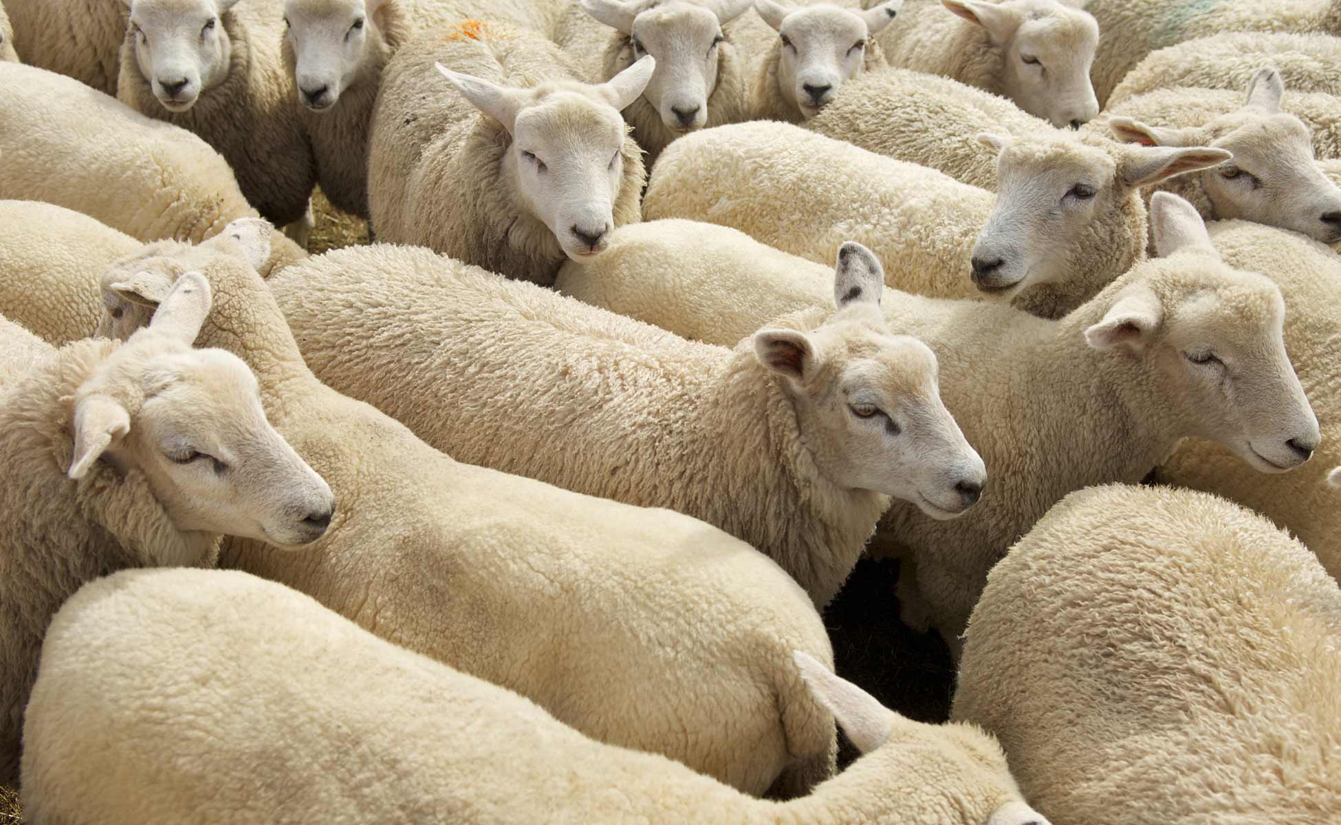 Sheep in a pen