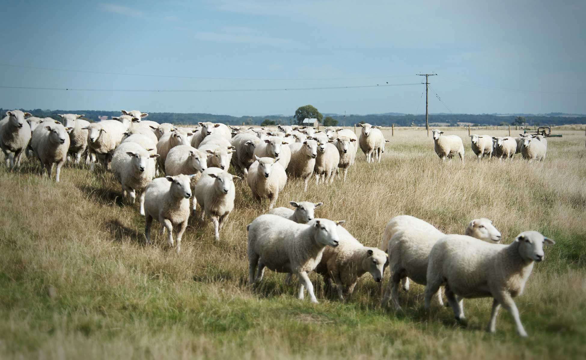 Sheep being herded