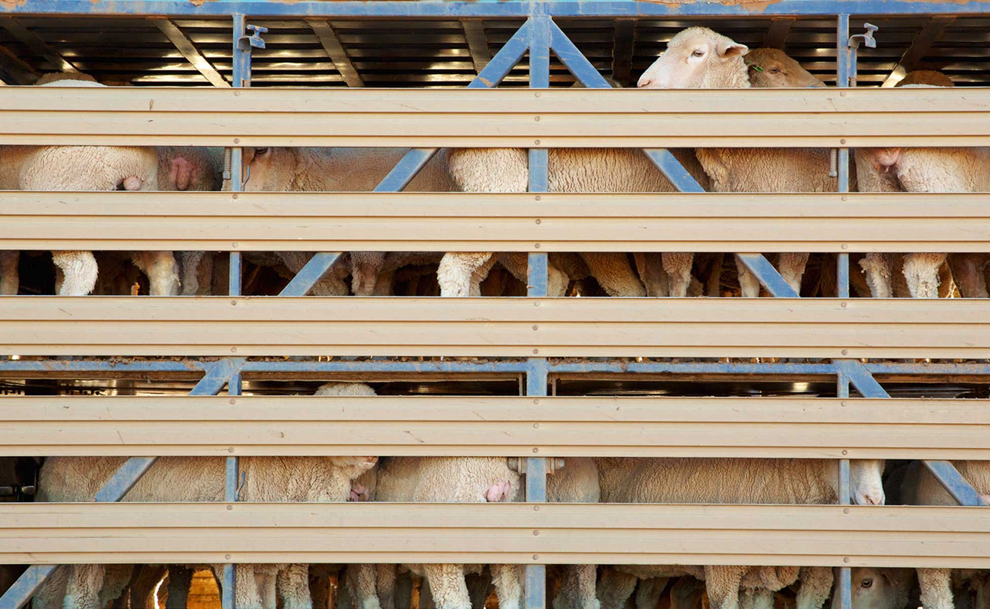 Sheep in a lorry being transported to market