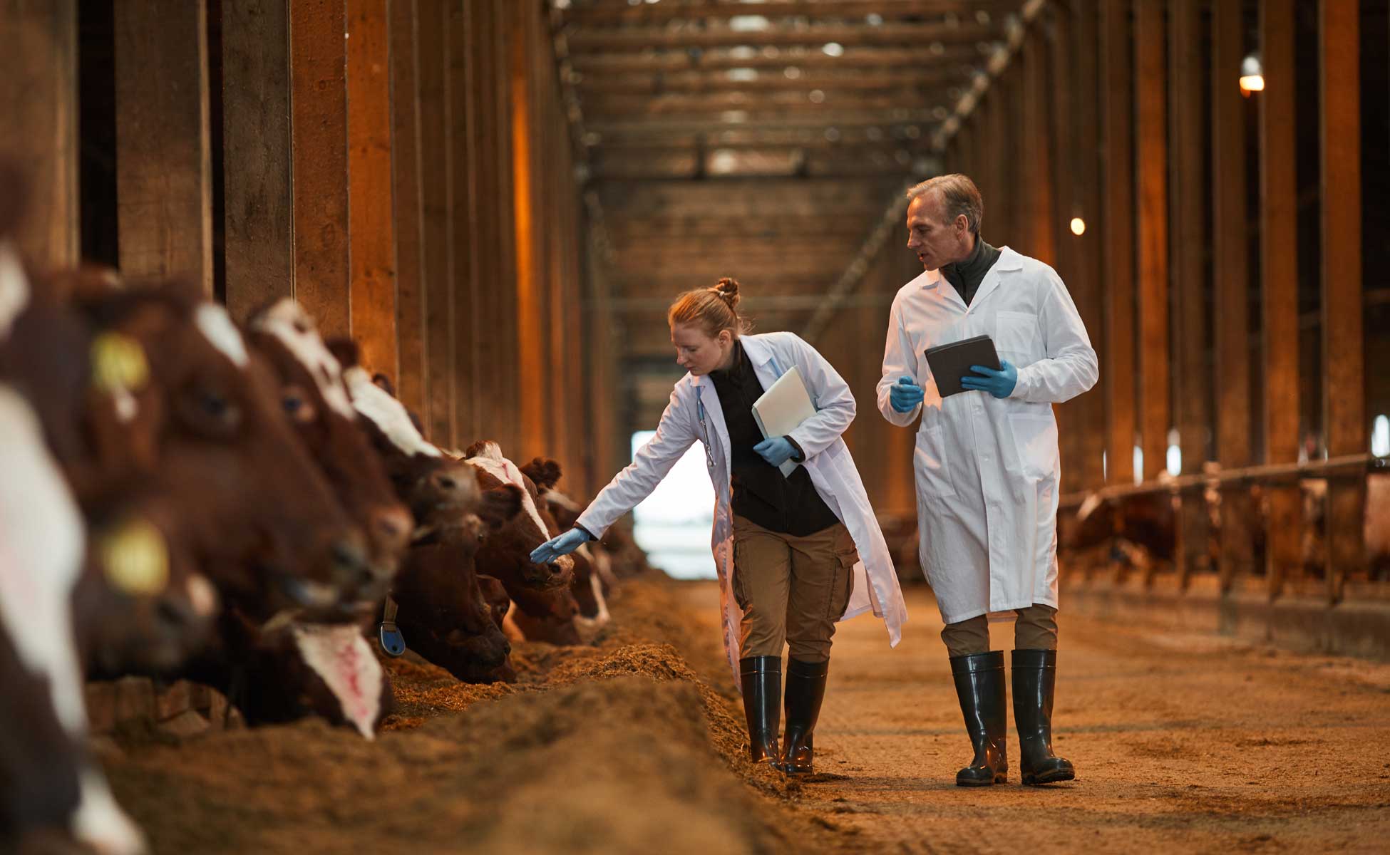 Vet inspecting cows in a barn on a farm